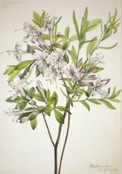 Azalia bagienna Azalia viscosa, 1918.