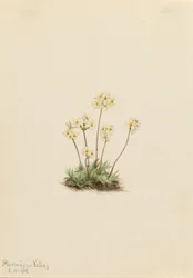 Androsace słodki (Androsace carinata)