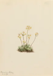 Słodka Androsace Androsace carinata, 1916.
