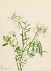 Tatarak zwyczajny (Hedysarum mackenzii)
