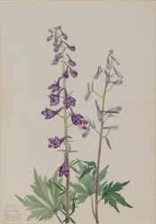 Ostróżka wysoka (Delphinium elongatum)