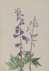 Wysoki Larkspur Delphinium elongatum, 1920.