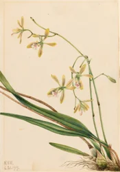 Epidendrum tampa (Epidendrum tampense)