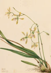 Tampa Epidendrum Epidendrum tampense, 1919.