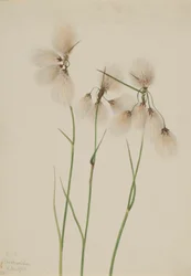 Trawka wąskolistna (Eriophorum angustifolium)