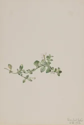 Houstonia zwisająca (Houstonia procumbens)