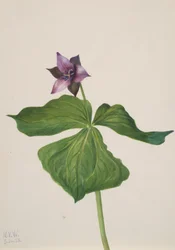 Trillium wzniesiony, 1938.