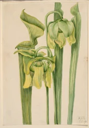Liść trąbki (Sarracenia flava)