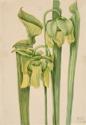 Trąbka sarracenia flava, 1920.
