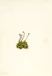 Skalnica kępkowa (Saxifraga caespitosa)