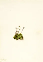 Czernica Saxifrage Saxifraga caespitosa, 1921.