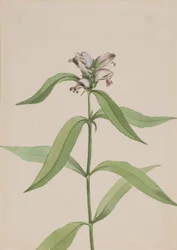 Żółw Chelone Glabr, CA. 1917-1918.
