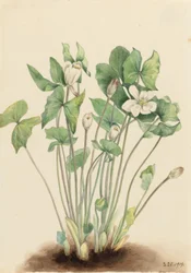 Twinleaf (Jeffersonia diphylla)