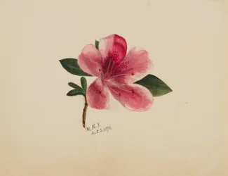 Bez tytułu — Studium kwiatowe, 1876.