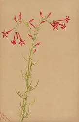 Bez tytułu — Studium kwiatowe, 1883.