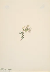 Bez tytułu — Studium kwiatowe, 1905.