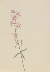 Bez tytułu — Studium kwiatowe, ca. 1900-1930.