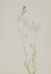 Bez tytułu — Studium kwiatów, b.d.