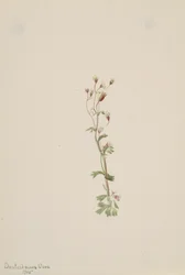 Bez tytułu — studium roślin, 1905.