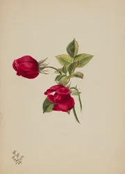Bez tytułu – Róża, 1878.