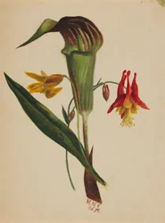 Bez tytułu (Jack in the Pulpit)