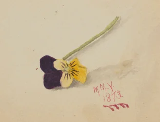 Bez tytułu (Pansy)