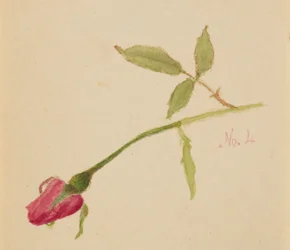 Bez tytułu (Róża)