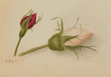 Bez tytułu (Rosebuds)