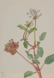 Bez tytułu (Tripterocalyx pedunculatus)