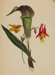 Bez tytułu Jack in the Pulpit, 1876.