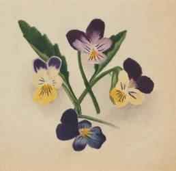 Bratki bez tytułu, 1874.