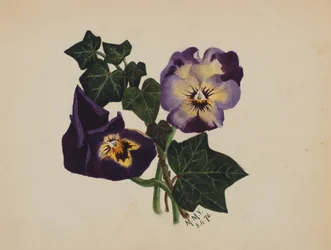 Bez tytułu Bratki i Bluszcz, 1876.