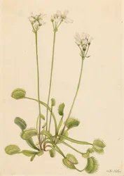Muchołówka Wenus Dionaea muscipula, 1918.