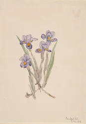 Wiosenna Iris Iris verna, 1918.