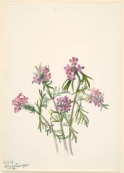 Werbena (Verbena wrightii)