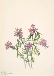 Werbena Werbena wrightii, 1938.