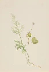 Altówka palustris, ca. 1917-1918.