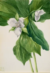Porównanie Wake-Robin Trillium, 1939.