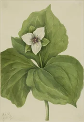 Wax Trillium (album Trillium)