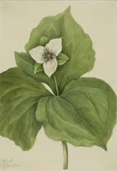 Woskowy album Trillium Trillium, 1921.
