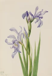 Western Blue Flag Iris missouriensis, 1933.