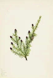 Cykuta zachodnia (Tsuga heterophylla)