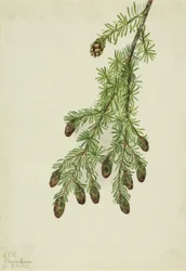 Hemlock Tsuga heterophylla zachodnia, 1923.