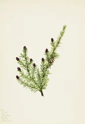 Hemlock Tsuga heterophylla zachodnia, 1924.