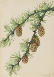 Modrzew zachodni Larix occidentalis, 1923.