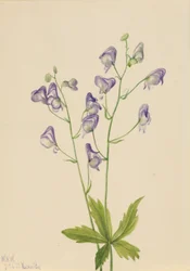 Tojad zachodni (Aconitum columbianum)