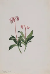 Pipsewa zachodnia (Chimaphila umbellata)
