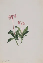 Zachodnia pipsissewa Chimaphila umbellata, 1902.