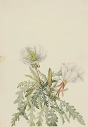 Świtezianka biała (Pachyloplus marginatus)