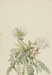 White Dawnrose Pachyloplus marginatus, b.d.
